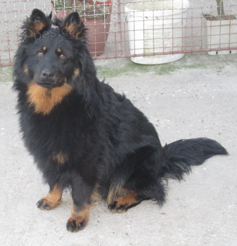 Chodsk� pes - chov plemene 23 let .