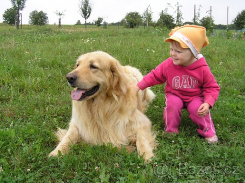 Hovawart - �t���tka s PP - odb�r koncem ��jna!