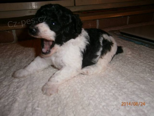 Pudl trpasli�� harlekin