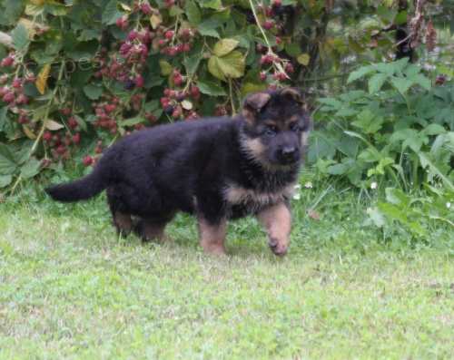 N�meck� ov��k