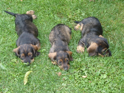 Jezev��k drsnosrst� standard