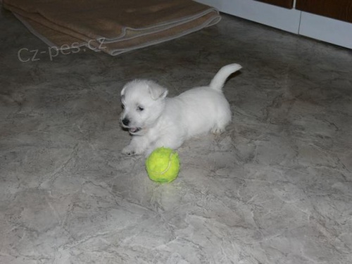 West�k, �t��ata s PP