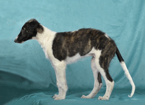 BARZOJ �t��ata s PP