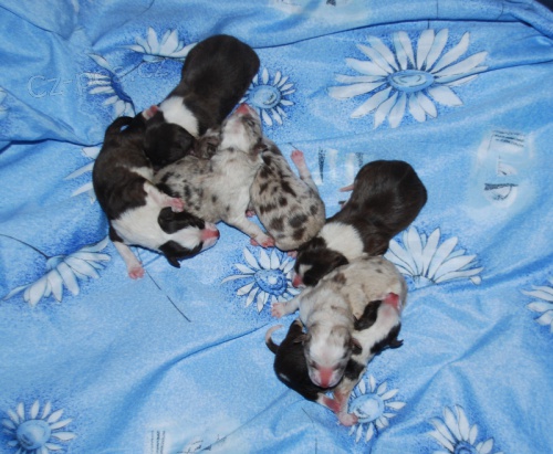 BOC - hn�dob�l� a red merle �t��ata