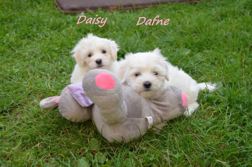 �t��ata Coton de Tulear