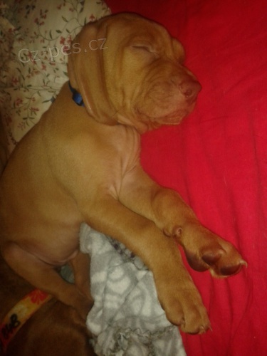 MA�ARSK� OHA� KR�TKOSRST� bez PP