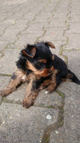 �t��ata jork teriera s PP