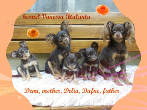 Rusk� toy - fenky s PP