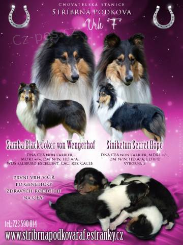 Kolie dlouhosrst� s PP