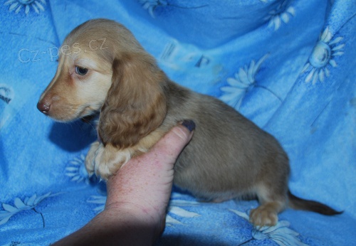 Jezev��k - pejsek