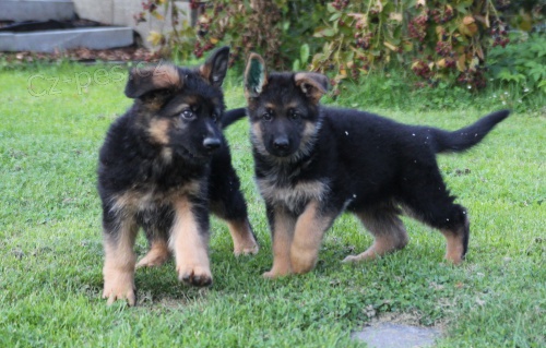 N�meck� ov��k