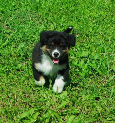 Australsk� ov��k s PP