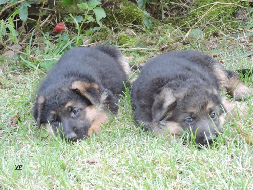 Prod�me �t��ata NO s PP