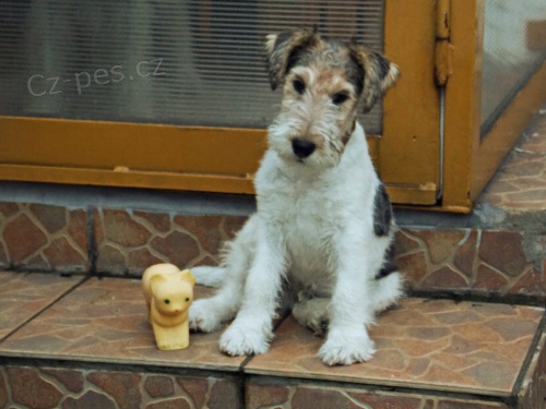 Kr�sn� pejsek k odb�ru ihned