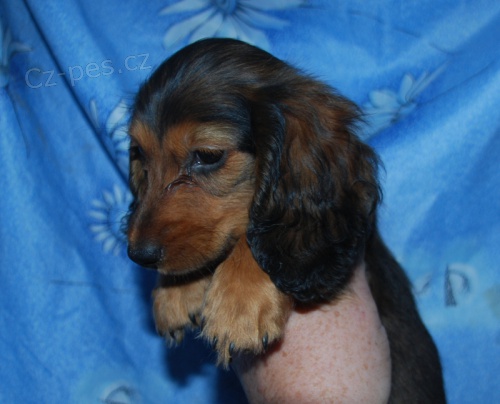 Jezev��k - �erven� pejsek