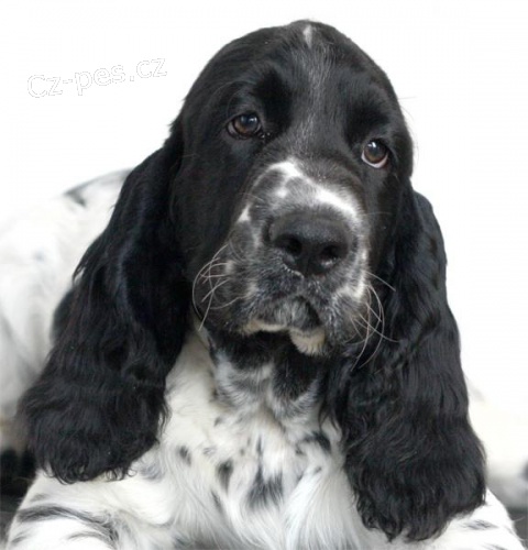 Anglick� �pringr�pan�l - pejsek PP