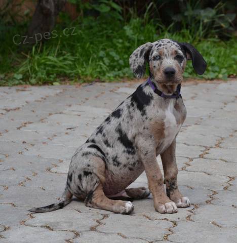 Prod�m �t��ata leopard�ho psa (Catahoula) s PP