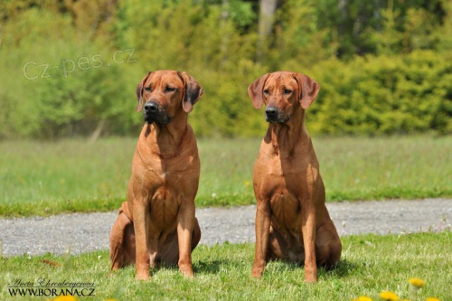 �t���tka Rhod�sk�ho ridgebacka