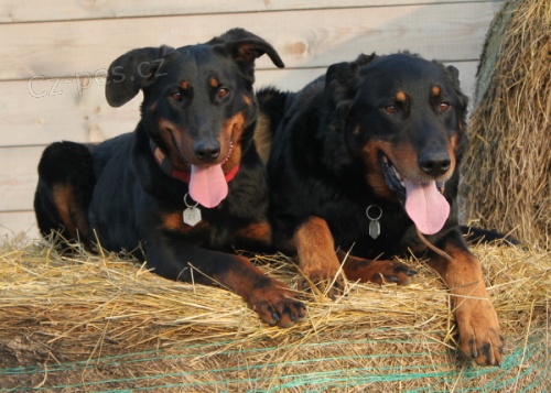 Beauceron �t���tka s PP