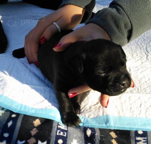 Prod�m �t��ata Patterdale teriera