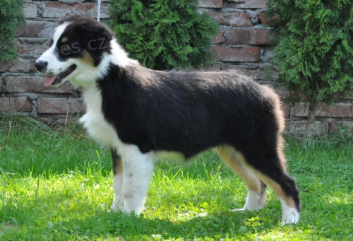 Australsk� ov��k