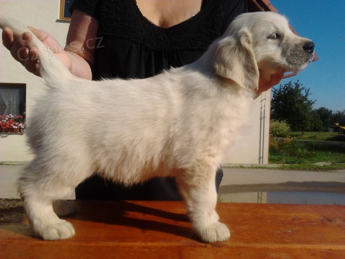 �t���tka-zlat� retriver