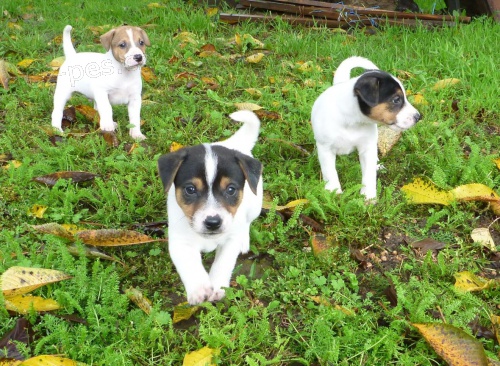 Kr�sn� �t��ata PRT