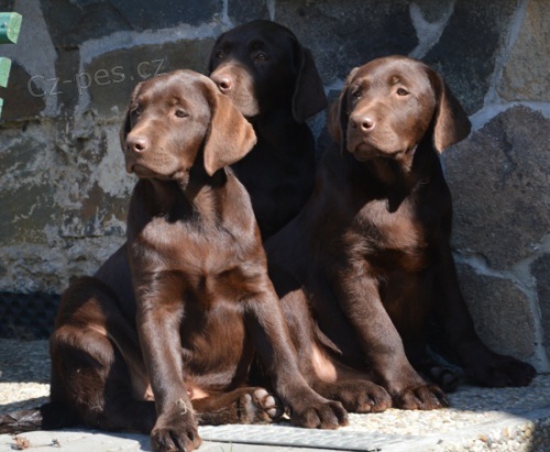 Labrador retriver �okol�dov� s PP (pejsci)