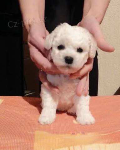 Bichon Fris�-Bi�onek