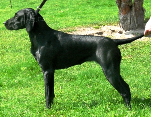 Fena n�meck�ho oha�e kr�tkosrst�ho