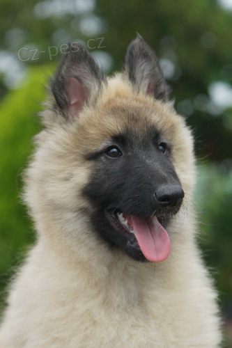 Belgick� ov��k - Tervueren 