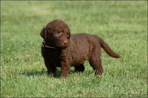 Chesapeake bay retr�vr