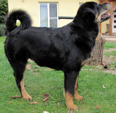 Tibetsk� doga - v�stavn� �t�n� s PP