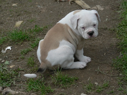 Staroanglick� buldok - �t���tka!