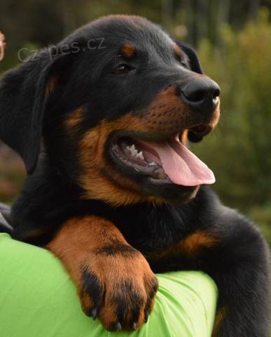 Beauceron �t�n�