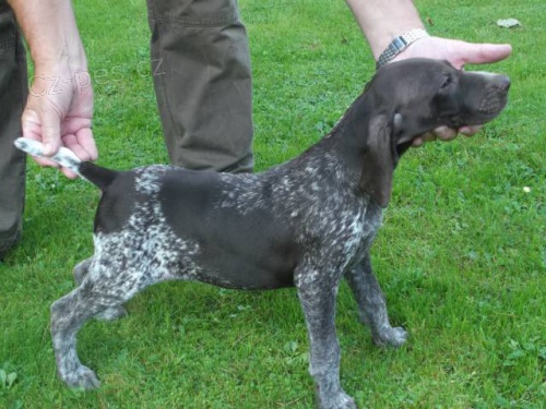 �t�n� NKO - fenka