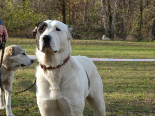 St�edoasijsk� pasteveck� pes s PP