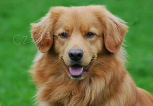 Nova scotia duck tolling retr�vr