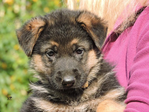 Prod�me �t��ata NO s PP- posledn� voln� pejskov� a fene�ky