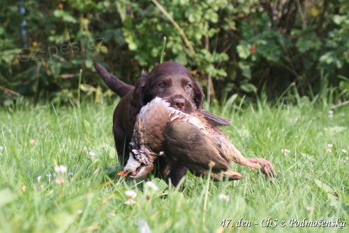 �t��ata n�meck�ch k�epel�k� s PP