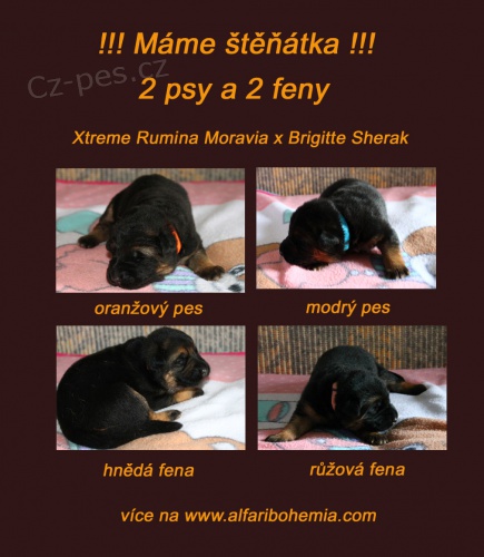 N�meck� ov��k - �t��ata s PP (REX)