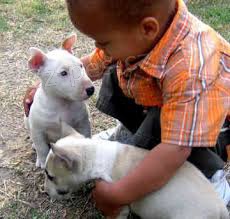 AKC Mini  �tenata  bulteri�r pro prodej