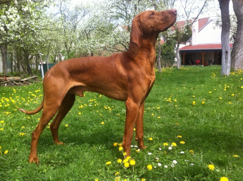 Ma�arsk� oha� ke kryt�