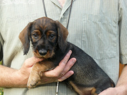 Jezev��k drsnosrst� standard