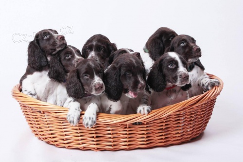 CHS Od Kobylky N�meck� k�epel�k