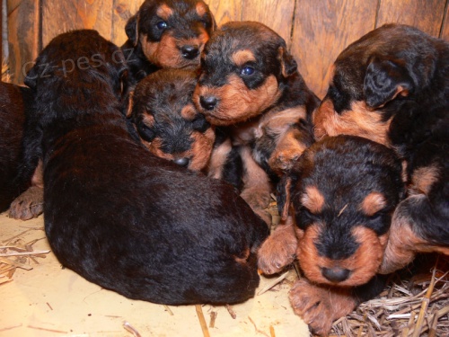 Erdelteri�r, �t��ata s PP