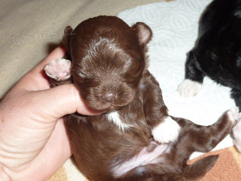 Barevn� bolonka - �t���tka