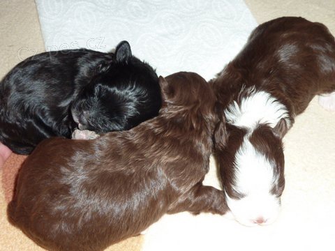 Barevn� bolonka - �t���tka