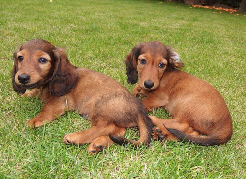 Jezev��k dlouhosrst� trpasli��/kr�li��