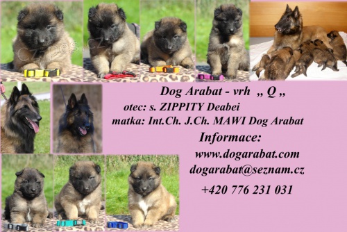 Belgick� ov��k Tervueren �t��ata s PP